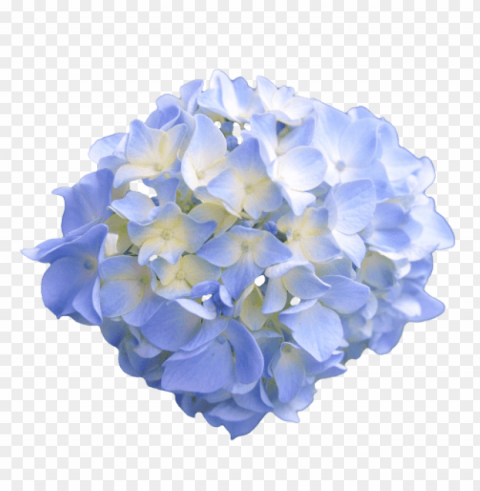 Flowers Tumblr Transparent PNG Images Database