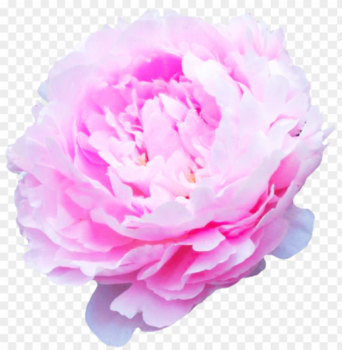 flowers tumblr Transparent PNG Isolated Graphic with Clarity