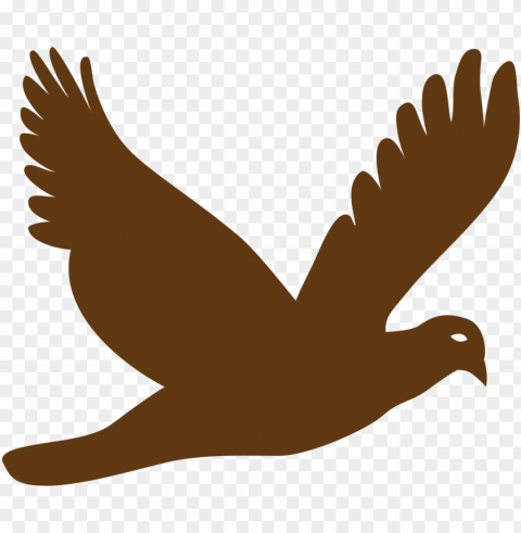 Flying Bird PNG With Transparency And Isolation