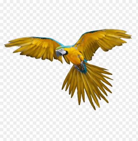 flying bird Isolated Design Element on PNG