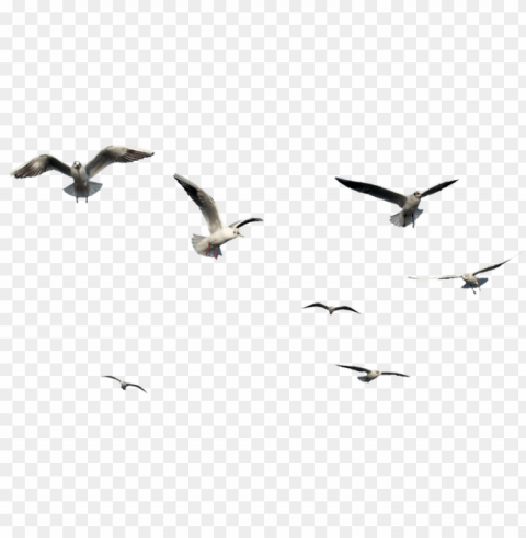 flying bird bird PNG photo without watermark
