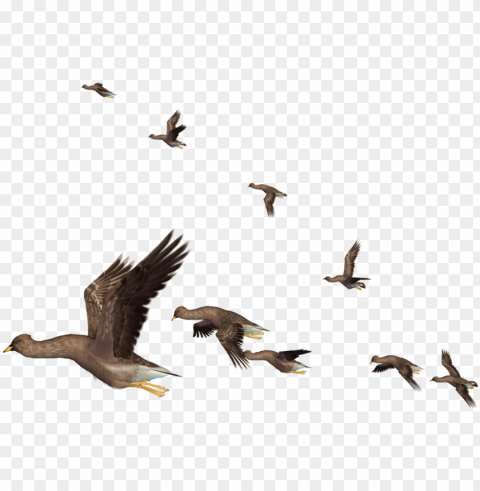 flying bird clipart - flying bird Isolated Design Element in Clear Transparent PNG