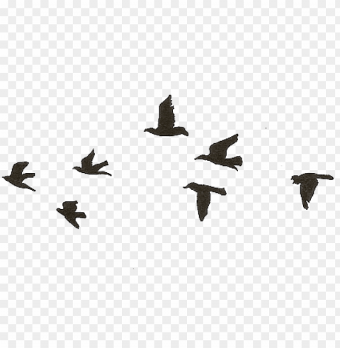 flying birds gif Isolated Design in Transparent Background PNG