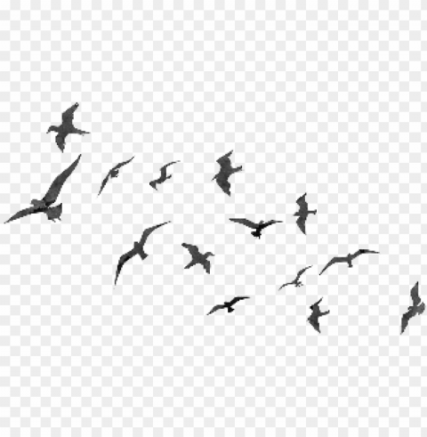 flying birds - flyingt birds Free PNG file