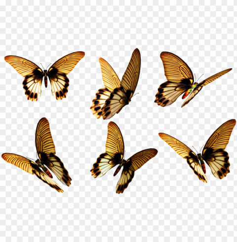 flying butterfly free download - insect wings Isolated Element in HighResolution Transparent PNG