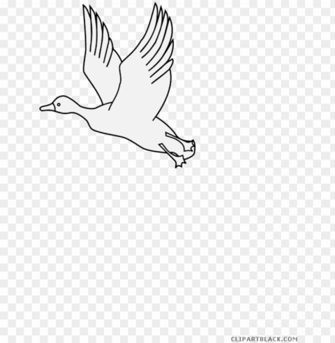 flying duck animal black white clipart - seabird Free PNG images with transparent background