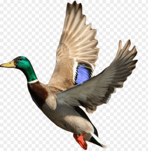flying duck - mallard ducks taking off Free PNG images with alpha transparency comprehensive compilation