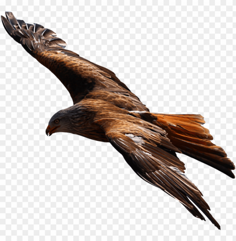 flying eagle picture - golden eagle flying PNG Graphic Isolated on Transparent Background