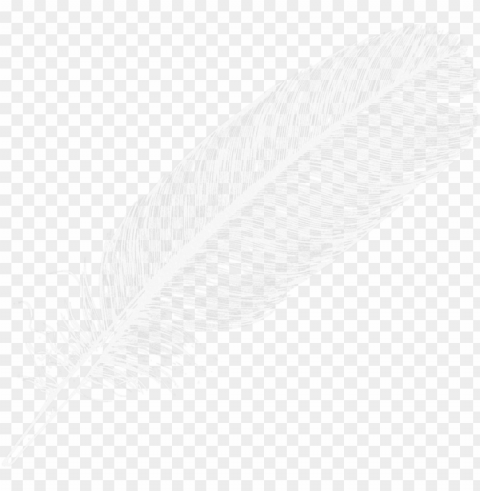 flying feathers - logo feather white High-resolution PNG images with transparency