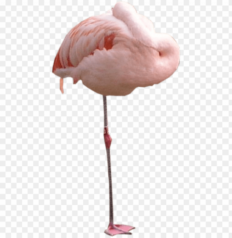 flying flamingo transparent Isolated PNG Graphic with Transparency