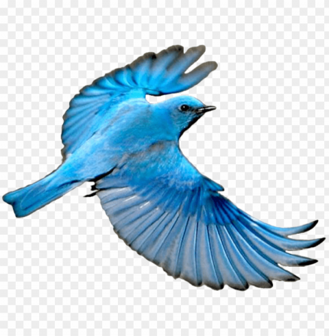 flying mountain blue bird HighQuality Transparent PNG Isolation PNG transparent with Clear Background ID 1c7f174d