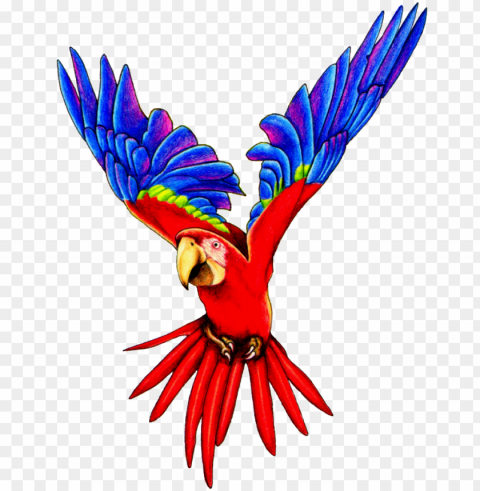 flying parrot pic1 - flying parrot Isolated Subject on HighQuality Transparent PNG