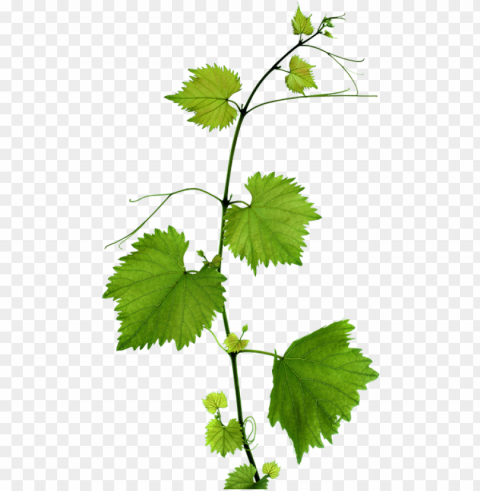 foglie di vite - grape leaf Clean Background Isolated PNG Art