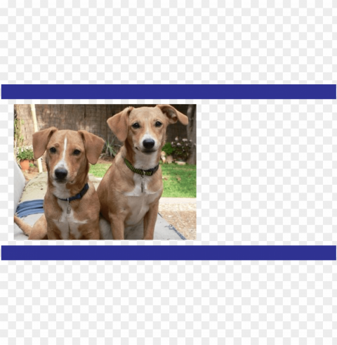 fogo webheader - english foxhound PNG images with transparent layering