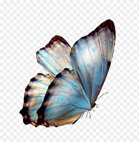 follow pedromartinx butterfly tumblr animals forest - transparent background butterflies PNG Graphic with Clear Isolation