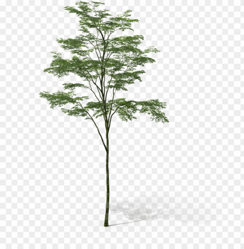 fondo-arbol - pond pine Clear Background Isolated PNG Icon