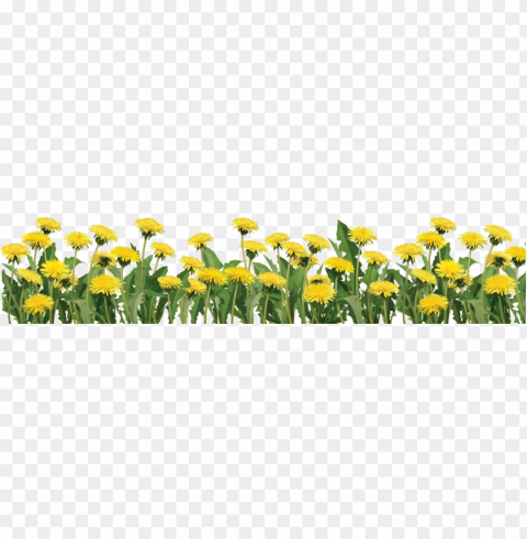 footer image slide - real plant flower Transparent PNG Isolated Subject Matter