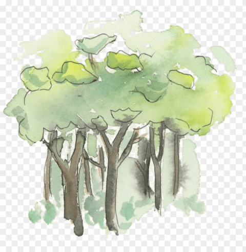 forest PNG with clear overlay PNG transparent with Clear Background ID 1a7cf374
