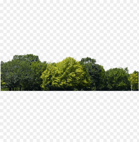 forest download - bunch of trees Transparent Background Isolated PNG Figure