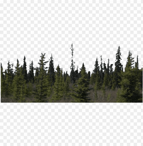 forest - forest Isolated Object on Clear Background PNG