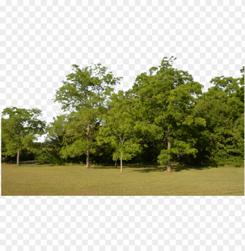 forest image - tree for background PNG no watermark