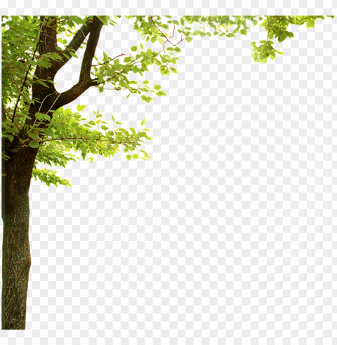 forest trees transparent - green leaf frame PNG images with no background essential