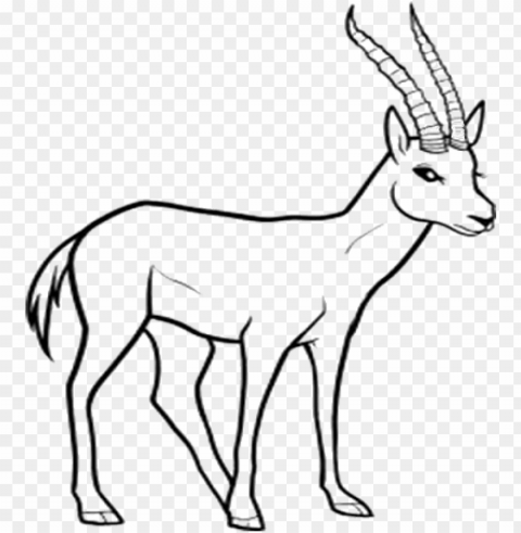 forest wild animal best blog line drawings of wild - easy wild animals to draw PNG Image with Clear Isolated Object