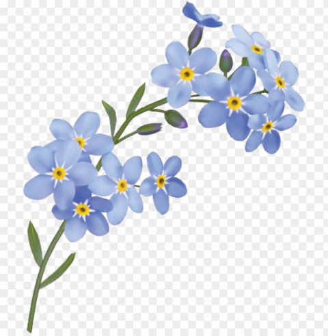 forget me not flower PNG graphics with transparency