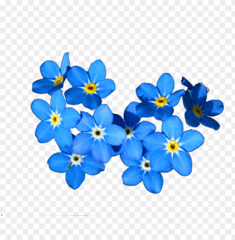 forget me nots Alpha channel PNGs PNG transparent with Clear Background ID 7d11f772