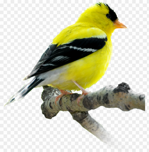 fortwhyte alive is a site along manitoba's international - winnipeg birds ClearCut Background Isolated PNG Graphic Element