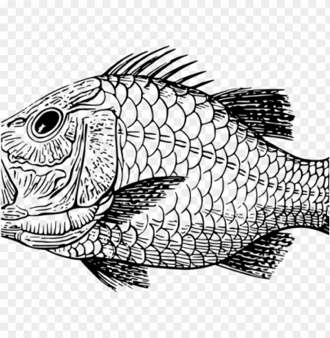 fossil clipart extinction - fish scales clipart black and white Transparent PNG art