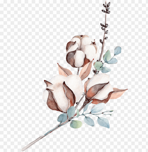 Фотки botanical illustration - watercolor cotton flower PNG transparent photos for design