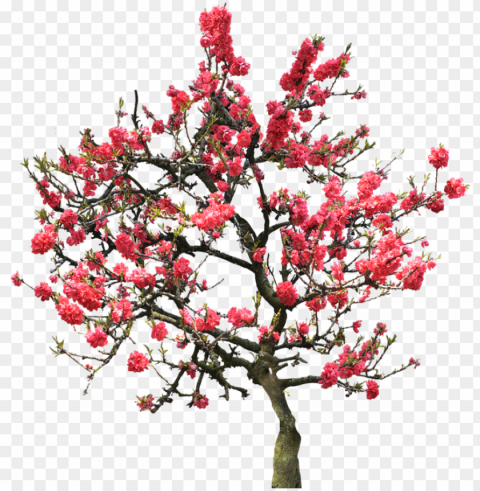 Фотки cherry blossom tree japanese cherry blossoms - university of maryland university college Transparent Background Isolation in HighQuality PNG PNG transparent with Clear Background ID 3df3dc6d
