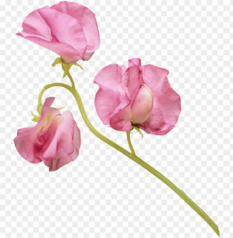 Фотки rosas flores acuarela oleos primavera formato - sweet pea flower PNG with clear overlay