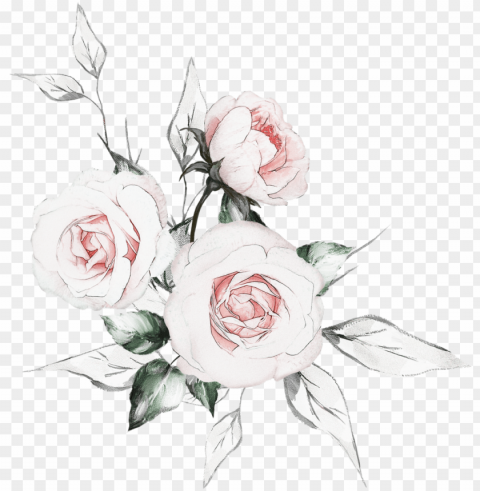 Фотки watercolor drawing floral watercolor botanical - hybrid tea rose Transparent art PNG