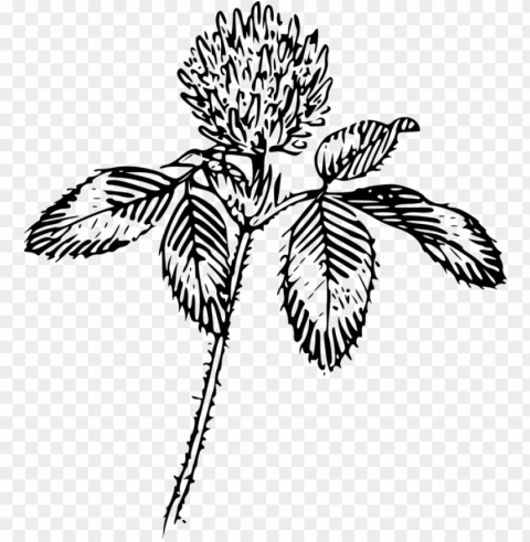four-leaf clover flower red clover drawing plant - flower outline Transparent PNG art