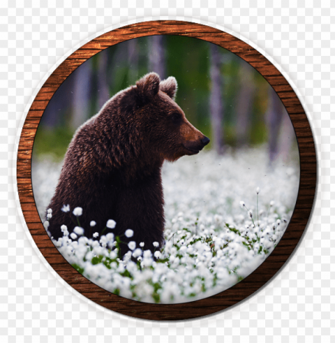 fox valley web design fvwd brand identity brand - grizzly bear Isolated Icon in Transparent PNG Format