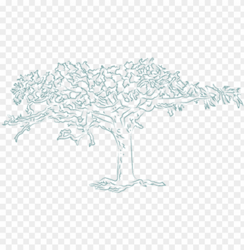 frankincense resin essential oil - frankincense tree Clear image PNG