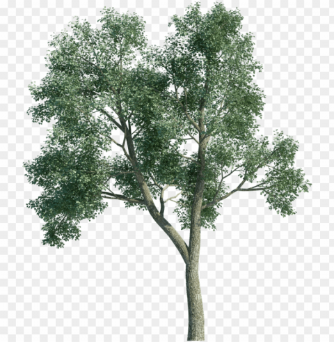 free 3d tree object PNG transparent photos vast variety