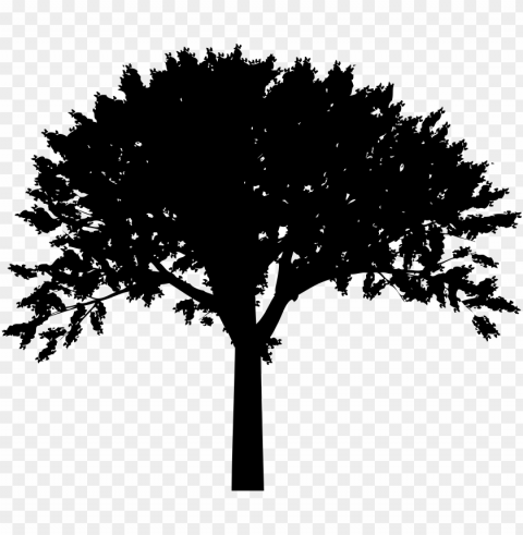 free clipart tree silhouette PNG transparent stock images PNG transparent with Clear Background ID 927556dc