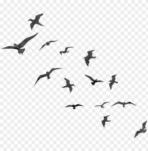 free cute bird photoshop brushes - bird flying silhouette PNG transparent photos massive collection
