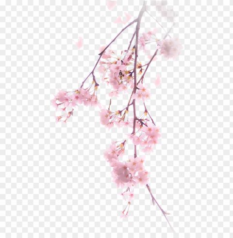 free download cherry blossom clipart cherry blossom - pink cherry blossom PNG transparent icons for web design