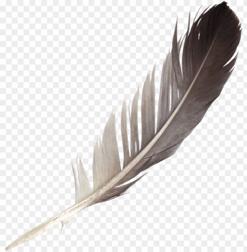 free download - feather PNG images without subscription