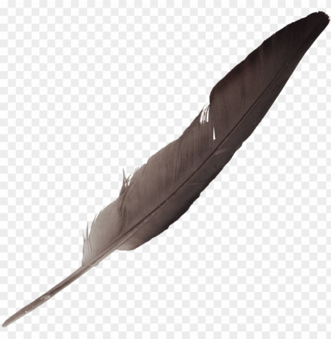 Free Download - Feathers Isolated Artwork On Clear Transparent PNG