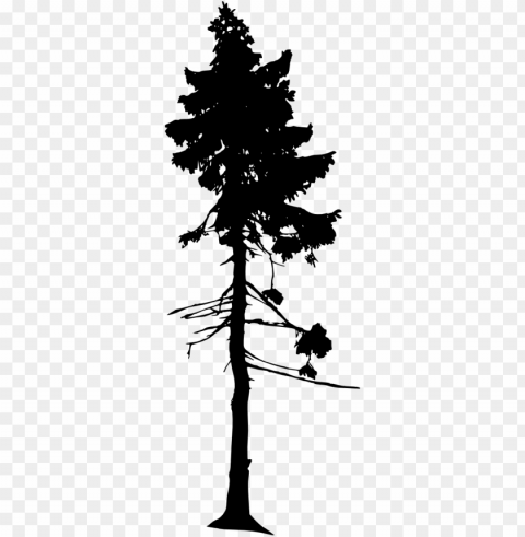 free download - old tjikko oldest tree Clear PNG pictures compilation PNG transparent with Clear Background ID 6a772161