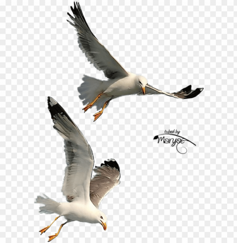 free download seagulls flying clipart gulls bird - flying seagull PNG transparent images for printing
