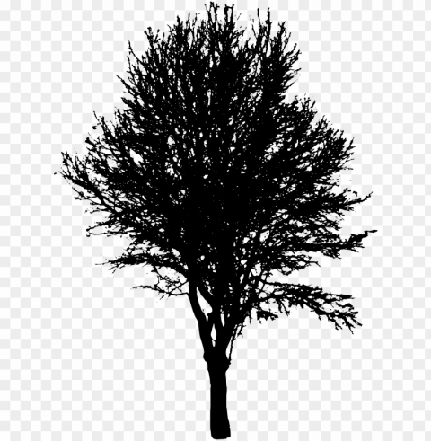  download - silueta arbol sin fondo Transparent PNG image free PNG transparent with Clear Background ID ce91165e