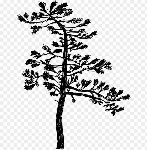free download - transparent tree silhouette pine vector PNG for personal use