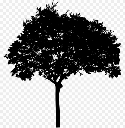 free download - tree silhouette high resolutio PNG with Transparency and Isolation