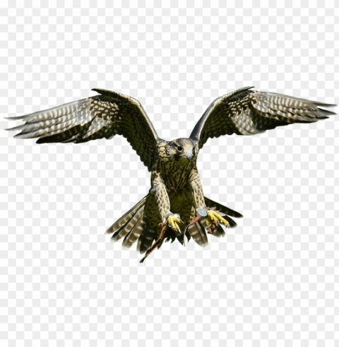 free falcon birds - hawk Transparent PNG images for design